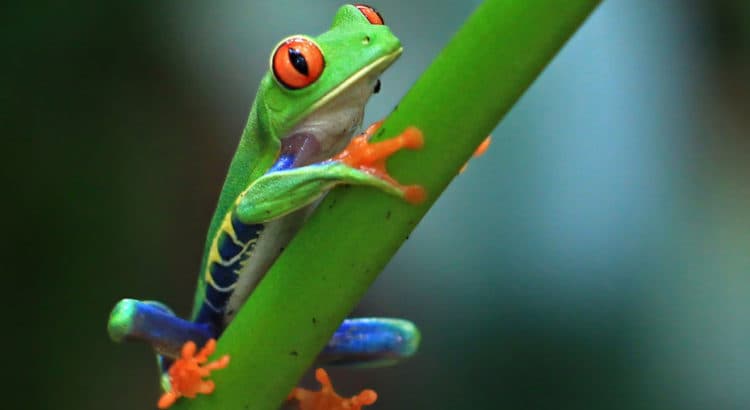 Soccer Program Costa Rica