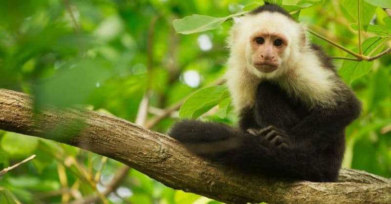 Soccer Program Costa Rica